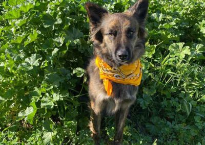 Dog in a patch of green