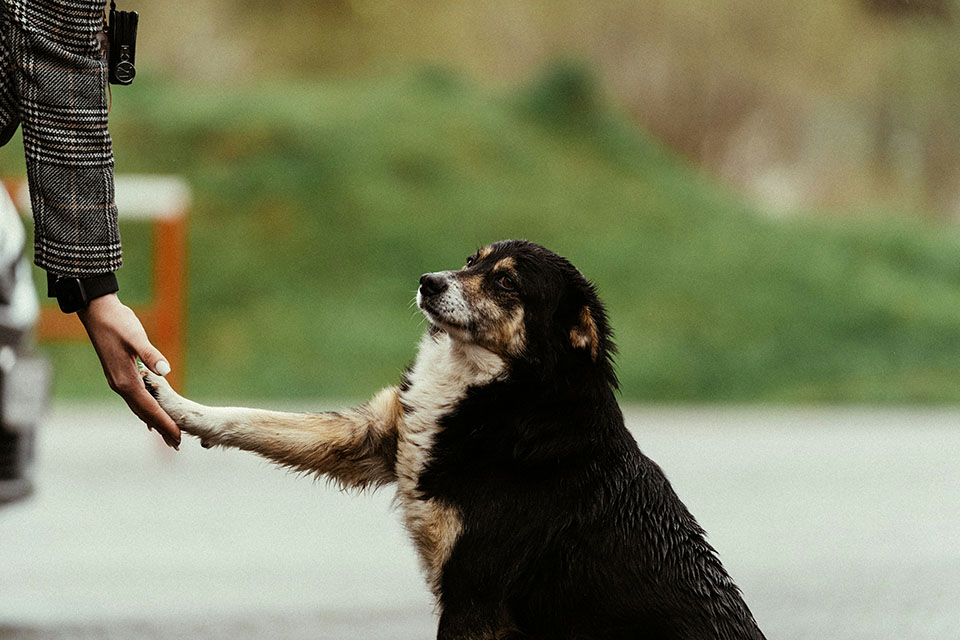 Dog offering paw, human accepting