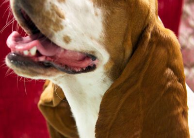 Dog panting, floppy ears