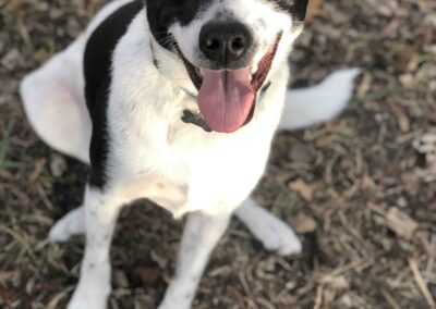 Dog sitting, tongue sticking out