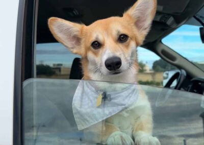 Dog wearing bandana in car.