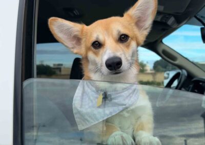 Dog wearing bandana in truck