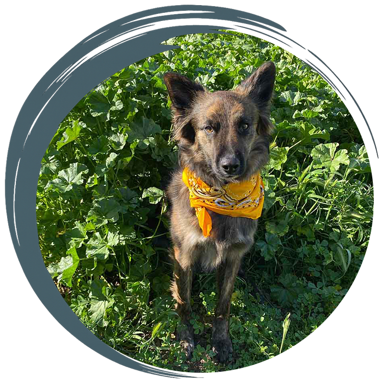 Atwater Veterinary Staff Holding puppies