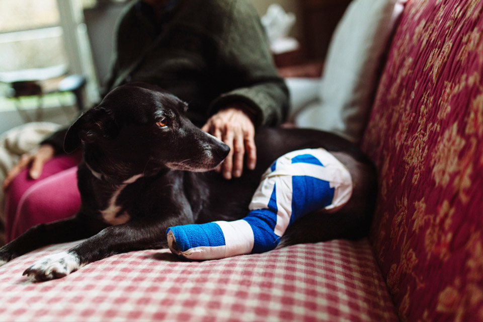 Dog with bandaged leg on couch