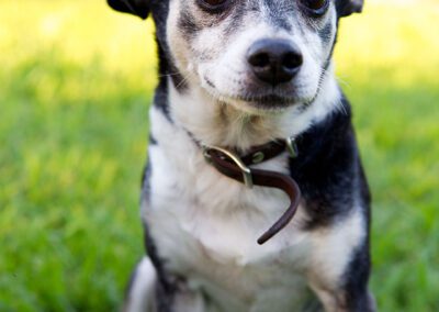 Dog with collar outside.