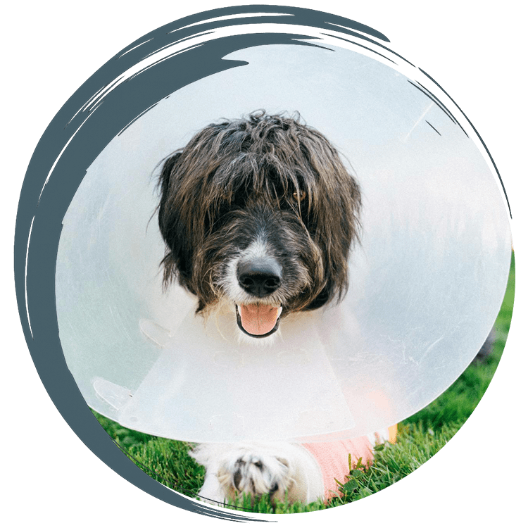 Pit bull sitting in the grass