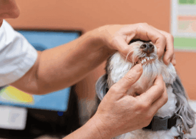 Dog's dental examination at vet