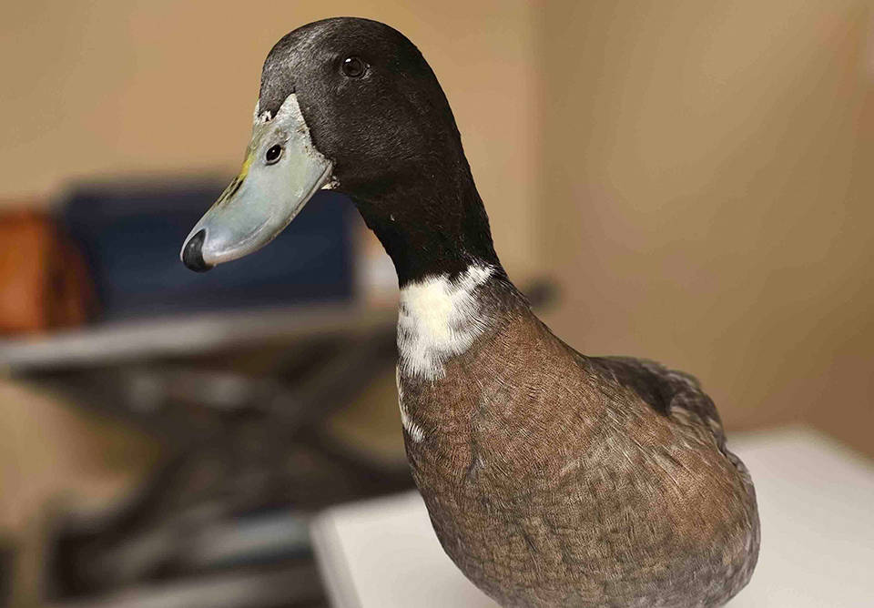 Elegant duck with brown plumage