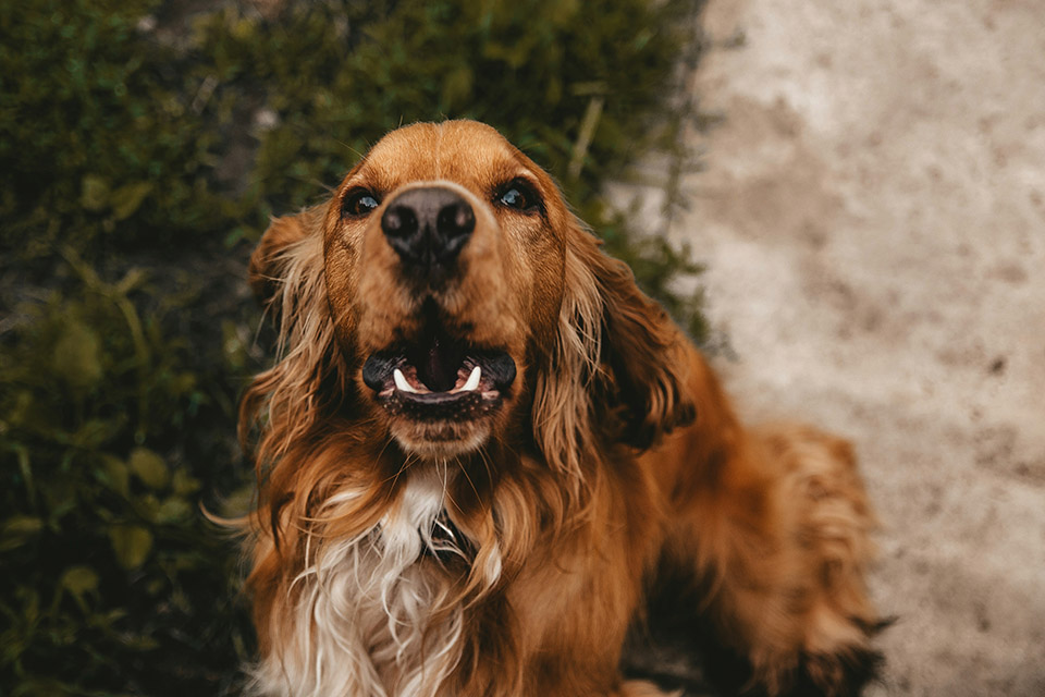 Person brushing dog's teeth close-up.