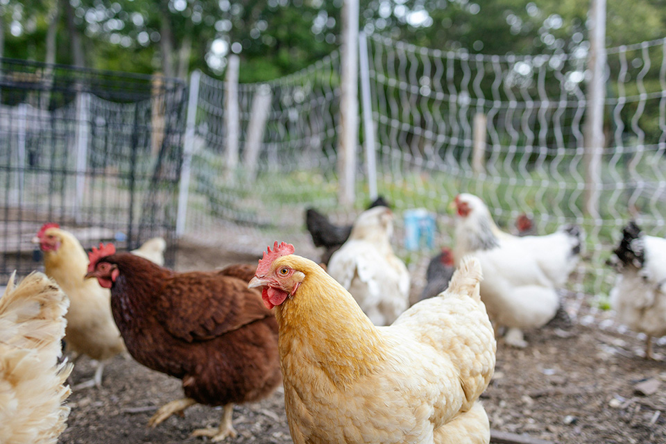 Farm chickens foraging in yard