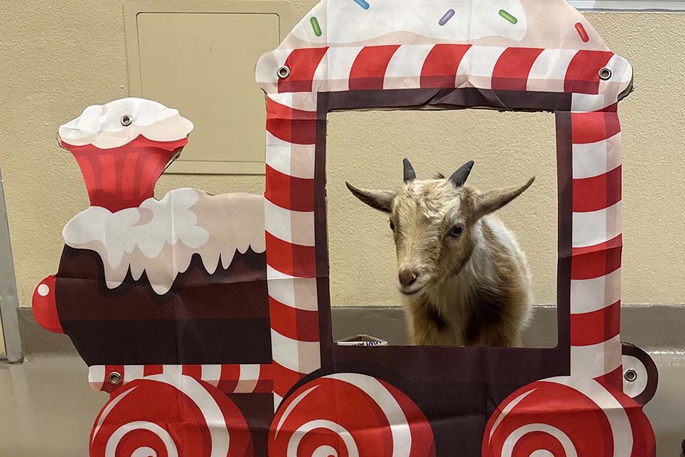 Goat in a candy train