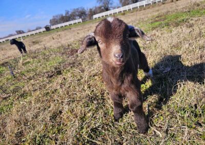 Goat kid portrait on farm