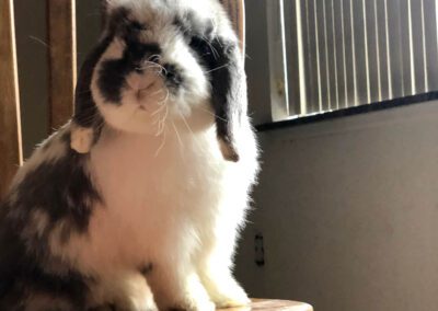 Gray and white lop-eared bunny.