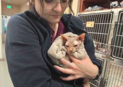 Hairless cat bundled in towel.