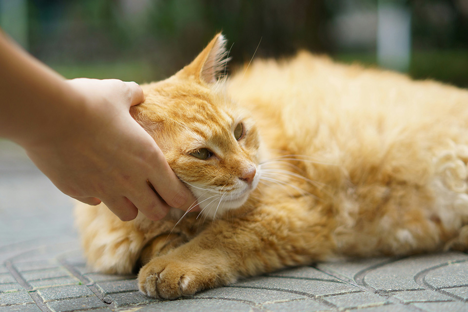 Hand petting a ginger cat