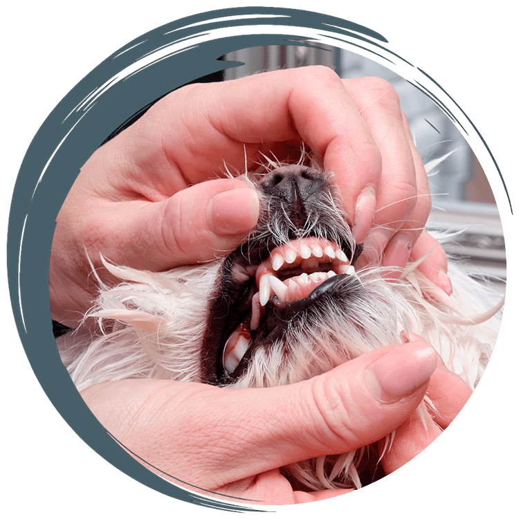 Pit bull sitting in the grass