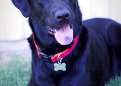 Happy black lab on grass