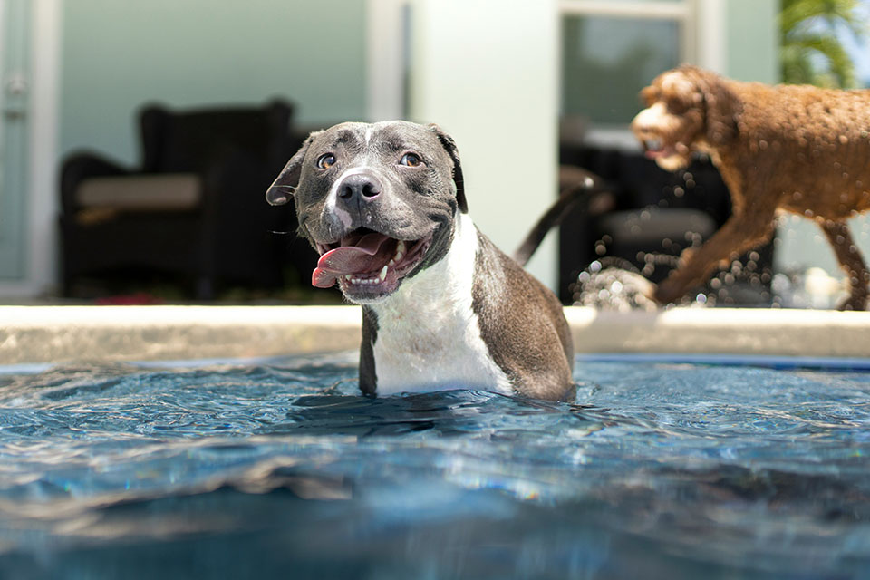 Happy dog enjoys pool water