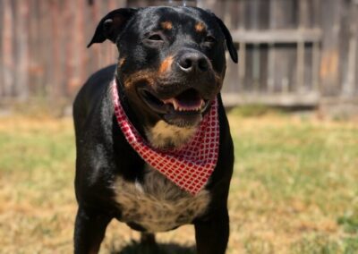 Happy dog stands in the sun.