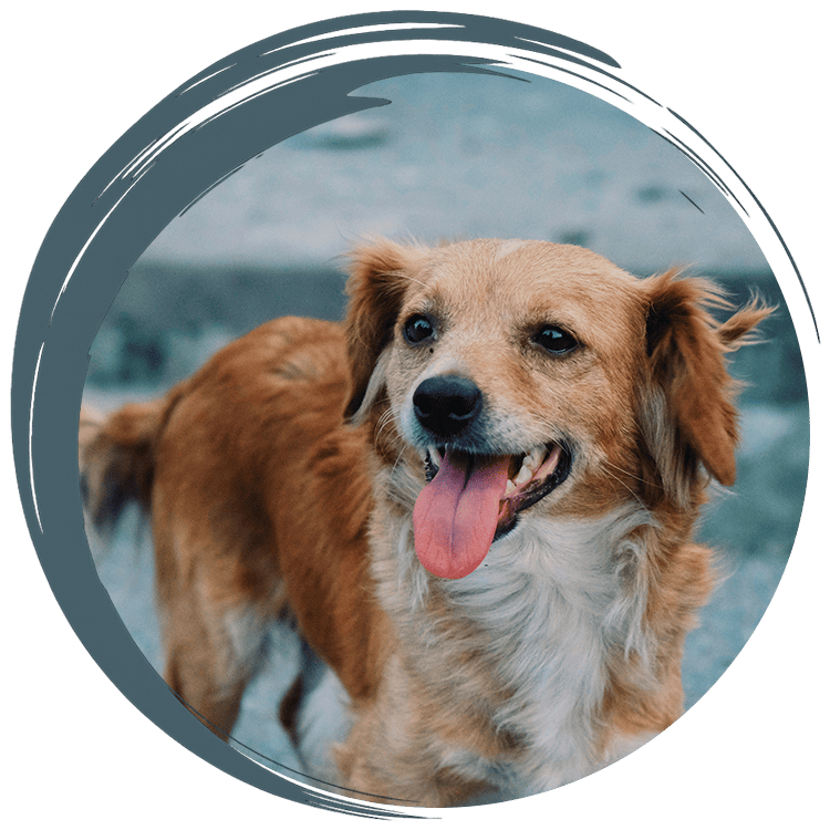 Happy dog with tongue out.