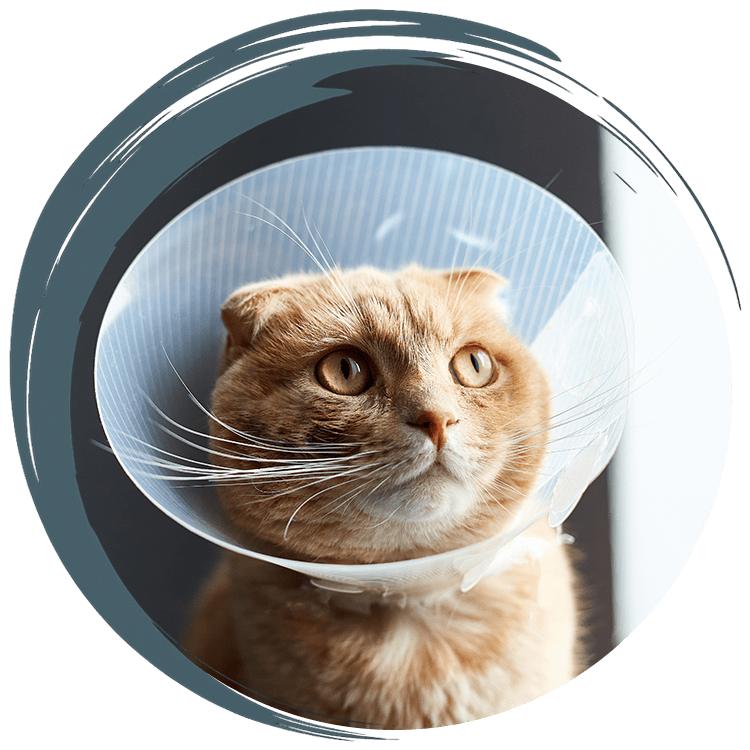 Pit bull sitting in the grass