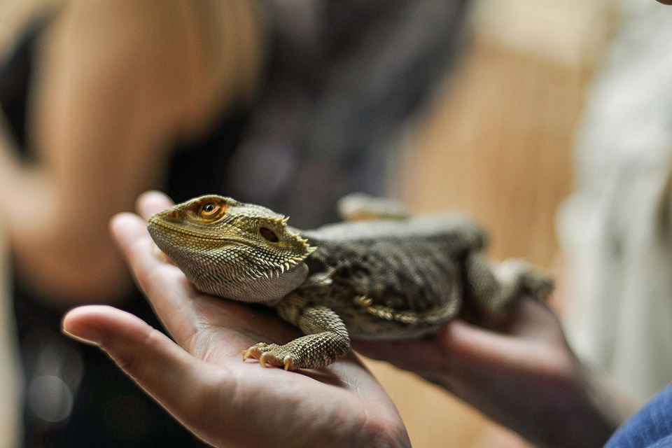 Lizard portrait on person's hands.