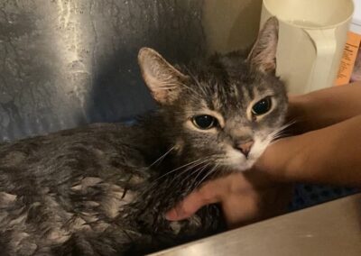 Person bathing gray tabby cat.