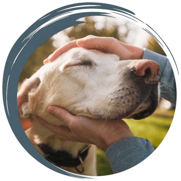 Person petting relaxed white dog.