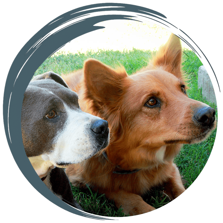 Atwater Veterinary Staff Holding puppies