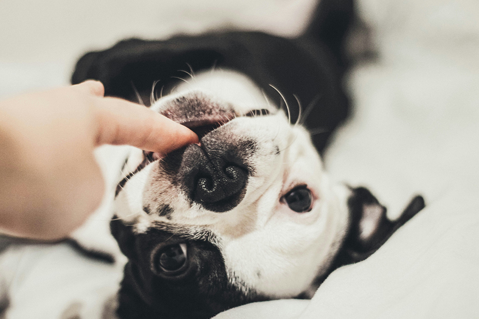 Puppy on back with hand.