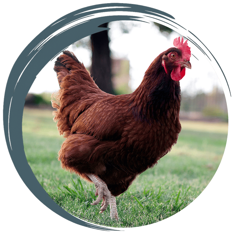 Atwater Veterinary Staff Holding puppies