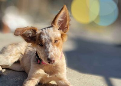 Red heeler puppy portrait