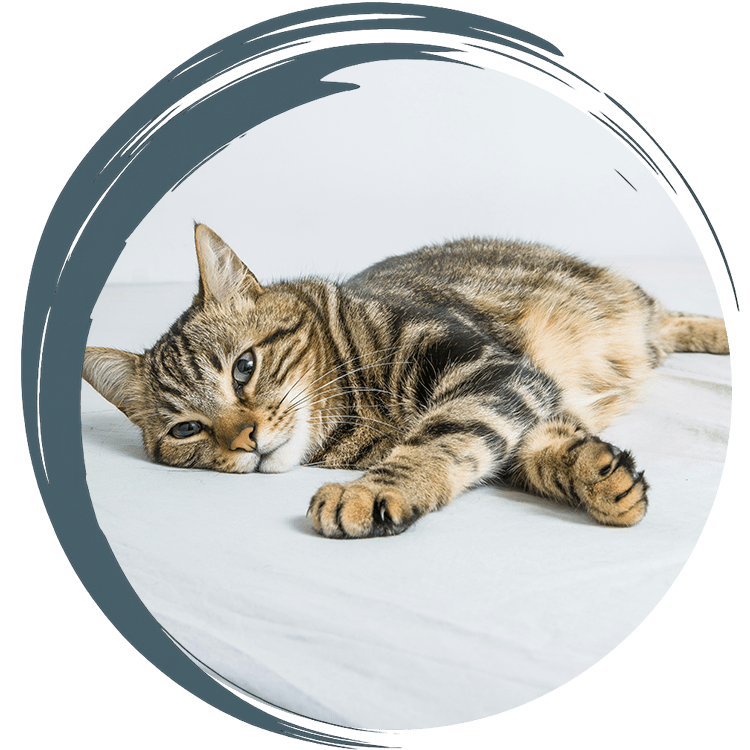 Relaxed cat resting on bed