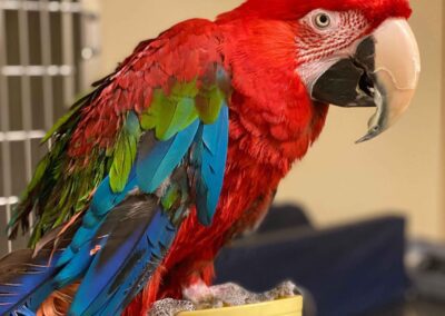 Scarlet macaw perched on yellow cup.