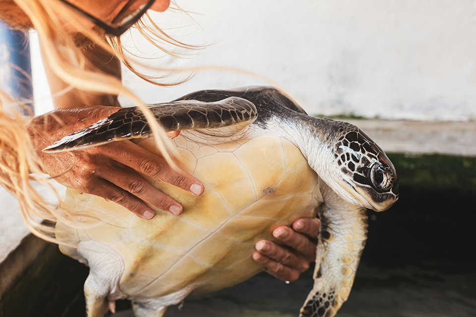 Sea turtle being held carefully.