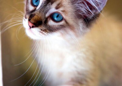 Siamese kitten looking upward curiously