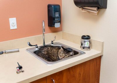 Sink-cat, vet clinic examination room.