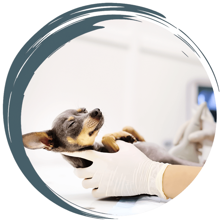 Small dog at vet office