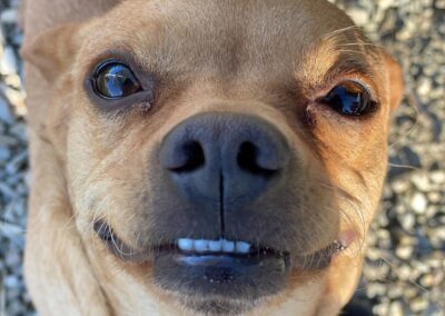 Small dog looking upward