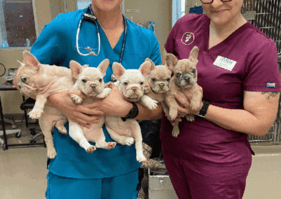 Smiling vets with litter of pups