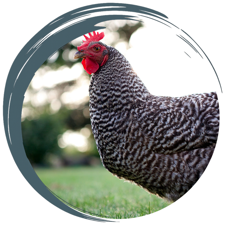 Atwater Veterinary Staff Holding puppies