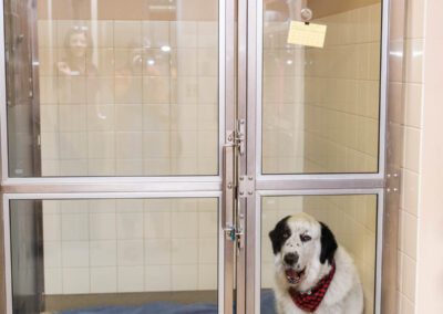 Spotted dog inside glass enclosure.