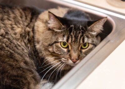 Striped feline relaxing in sink.