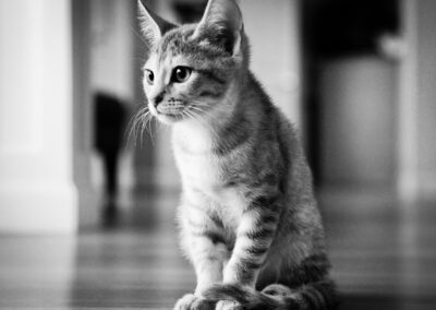 Striped kitten looking intently