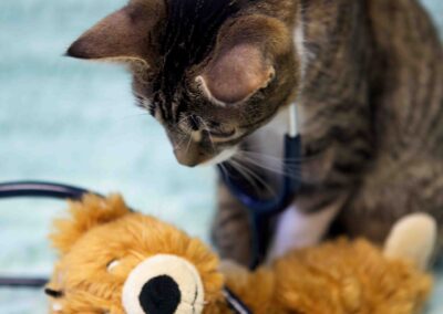 Tabby cat playfully examining plush toy.