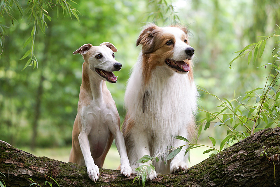 Two dogs perched on a tree