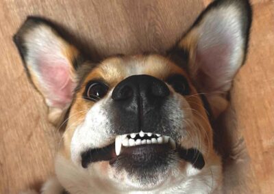 Upside-down Corgi showing off teeth.