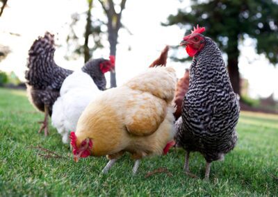 Varied chicken breeds pecking grass