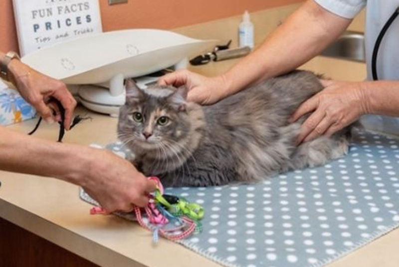 Vet petting cute grey cat.