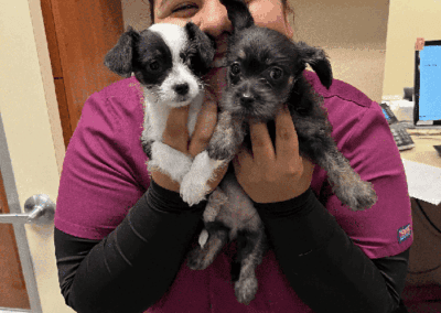 Vet tech holding cute puppies